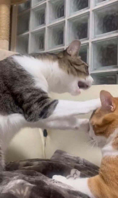 かみつこうとする猫