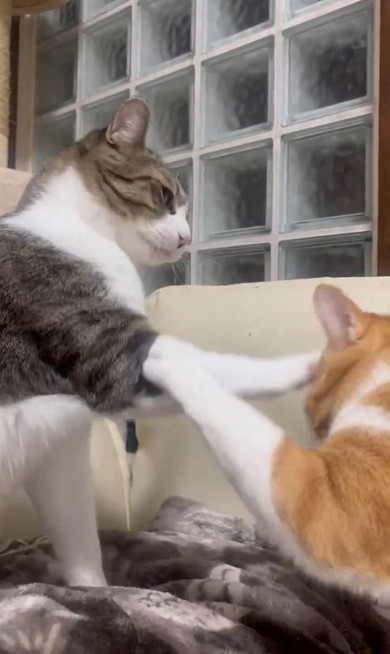 手をどける猫