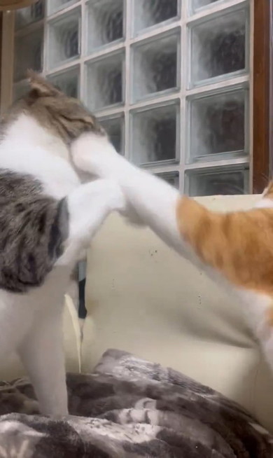 顔をたたく猫