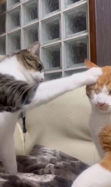猫を触る猫