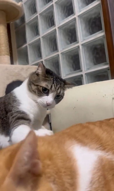 置いて行かれた猫