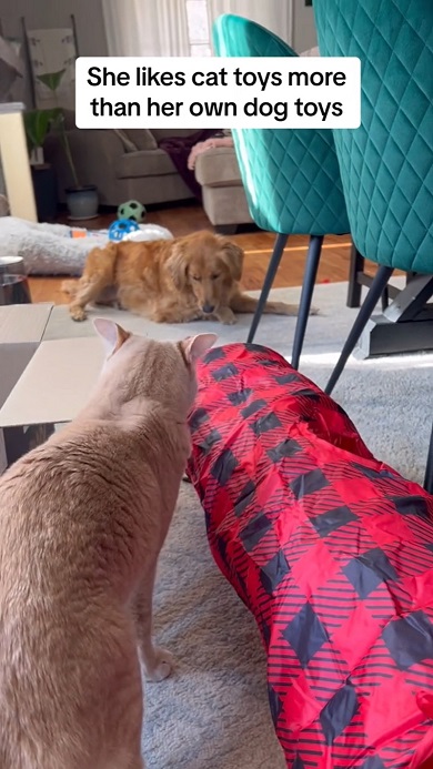 猫に育てられた犬の生態を動画で紹介