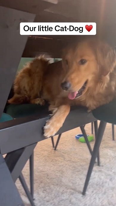 猫に育てられた犬の生態を動画で紹介