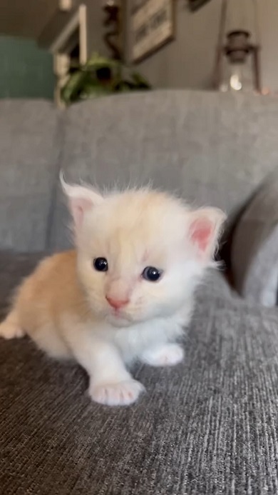 どんどん大きくなるメインクーンの成長ぶりを60秒にまとめた動画