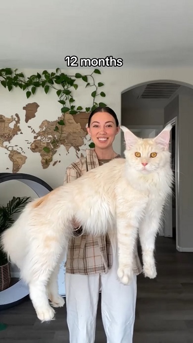 どんどん大きくなるメインクーンの成長ぶりを60秒にまとめた動画