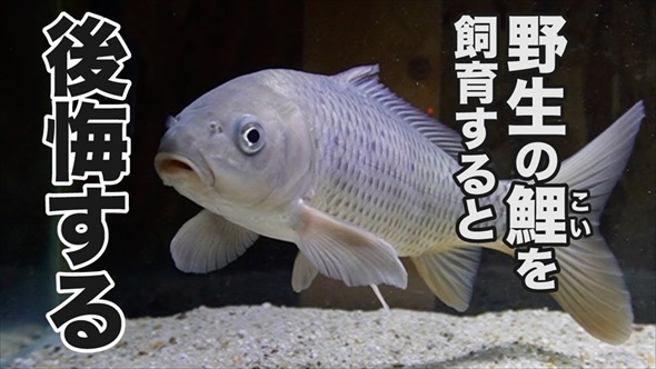 野生の鯉に怖がられていた理由