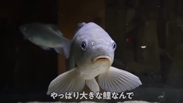 野生の鯉に怖がられていた理由