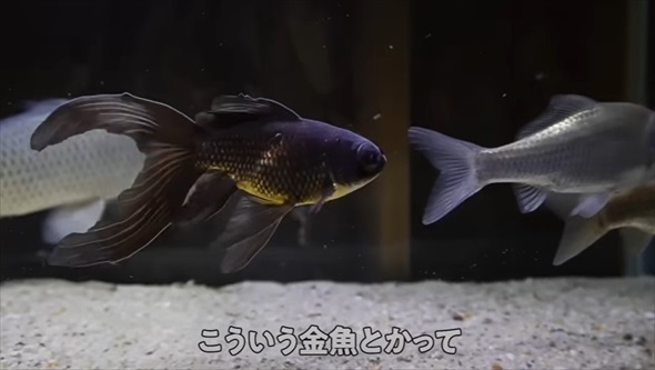 野生の鯉に怖がられていた理由