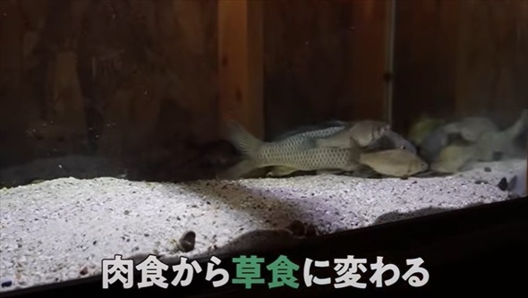 野生の鯉に怖がられていた理由