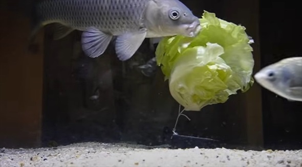 野生の鯉に怖がられていた理由