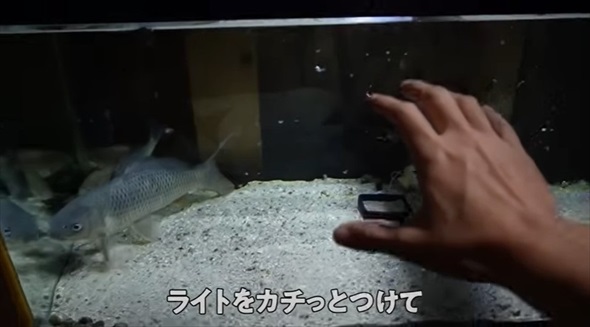 野生の鯉に怖がられていた理由