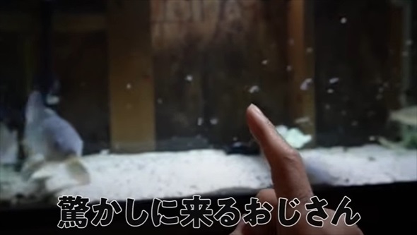 野生の鯉に怖がられていた理由