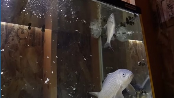 野生の鯉に怖がられていた理由