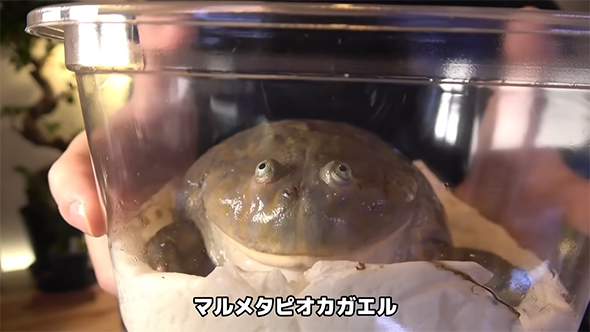 マルメタピオカガエル