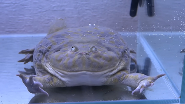 正面を向いているマルメタピオカガエル