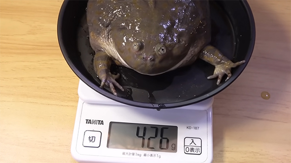 体重を測るマルメタピオカガエル