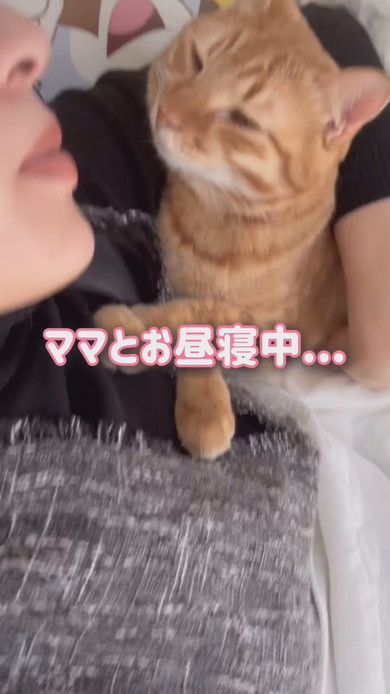お昼寝中ママに甘える猫ちゃん