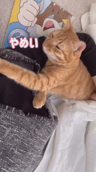 お昼寝中ママに甘える猫ちゃん