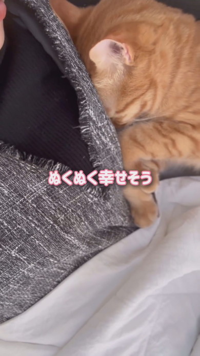 お昼寝中ママに甘える猫ちゃん