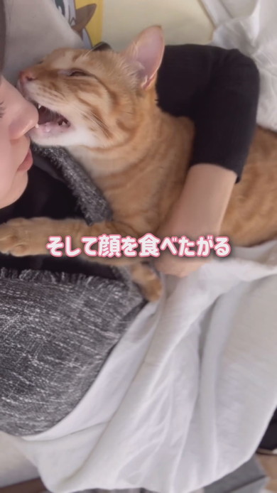 お昼寝中ママに甘える猫ちゃん