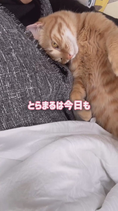 お昼寝中ママに甘える猫ちゃん