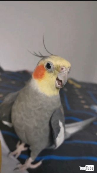 歌うオカメインコ