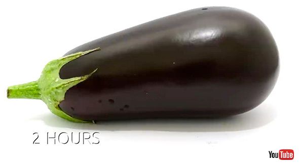 タイムラプス ナス 観察