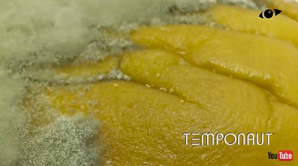 タイムラプス ナス 観察