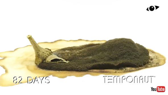 タイムラプス ナス 観察