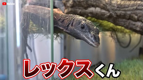 生前のレックス