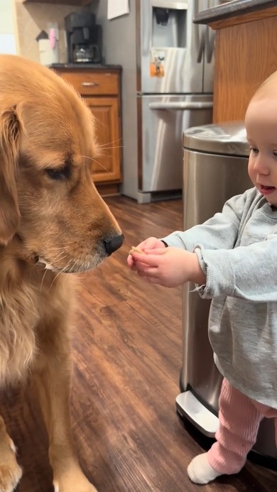 赤ちゃんの手をかまないようにゆっくりとクッキーを口にするワンコ