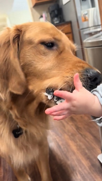 赤ちゃんの手をかまないようにゆっくりとクッキーを口にするワンコ