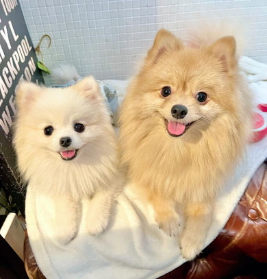 ポメラニアンのワンコ2匹