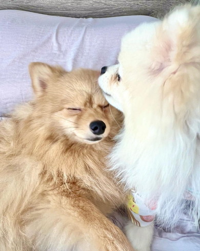 ポメラニアンのワンコ2匹