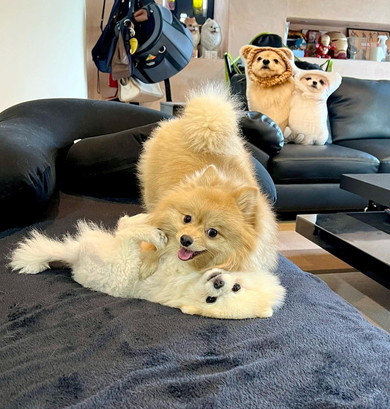 ポメラニアンのワンコ2匹