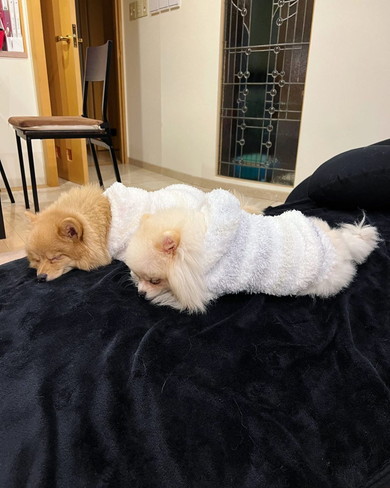 ポメラニアンのワンコ2匹