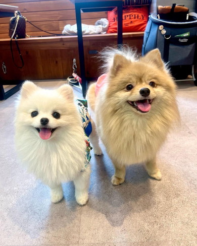 ポメラニアンのワンコ2匹