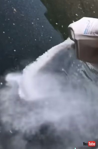 クリーニング 掃除 プール