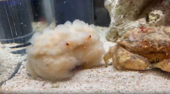 脱皮したオオタマオウギガニ