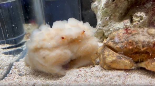 脱皮したオオタマオウギガニ