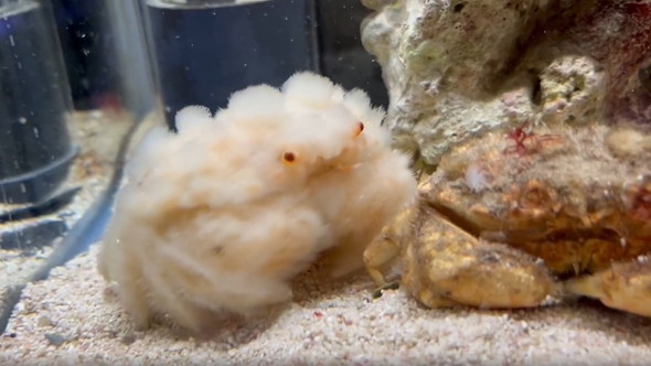 脱皮したオオタマオウギガニ