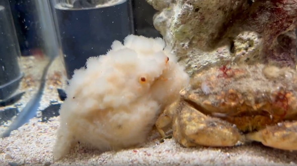 脱皮したオオタマオウギガニ