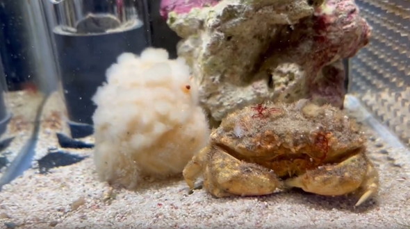 脱皮したオオタマオウギガニ