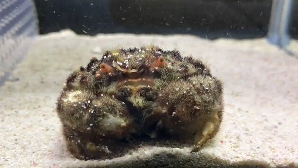 オオタマオウギガニ