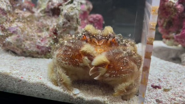 オオタマオウギガニ