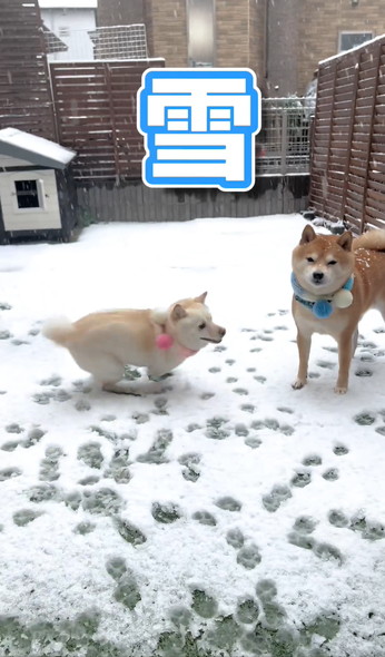 雪の日の柴犬