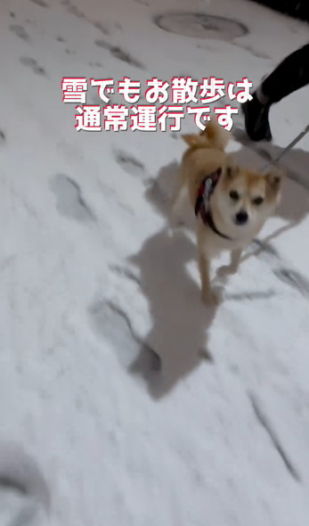 雪の日の柴犬
