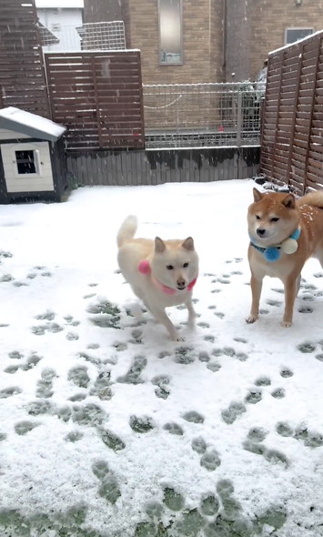 雪の日の柴犬