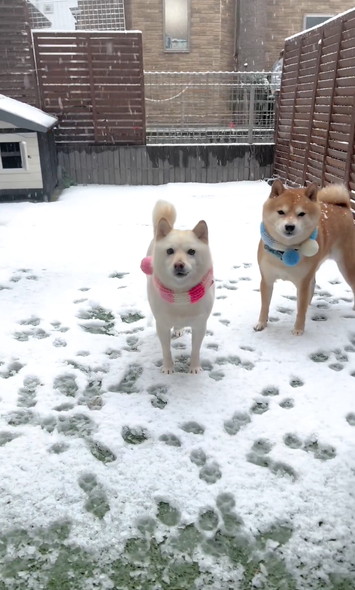 雪の日の柴犬