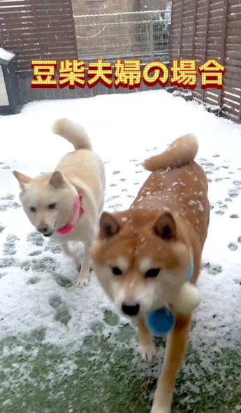 雪の日の柴犬